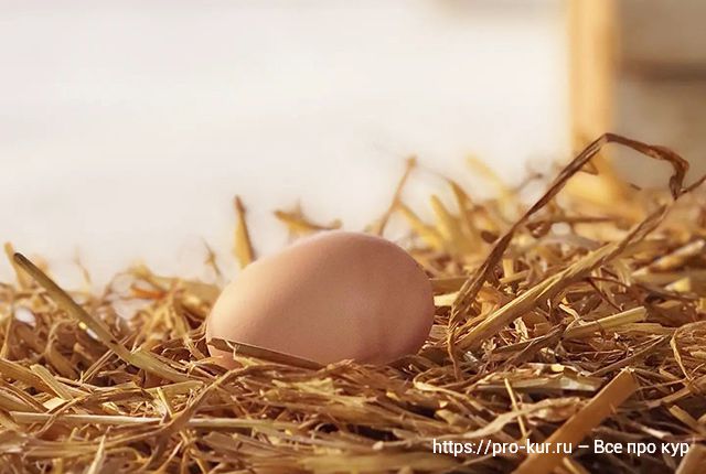 Расклев яиц у кур несушек причины и лечение. 