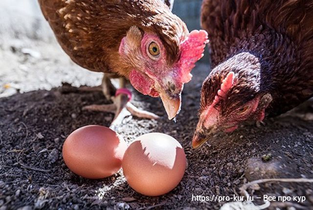 7 советов, как исключить расклев яиц курами несушками. 
