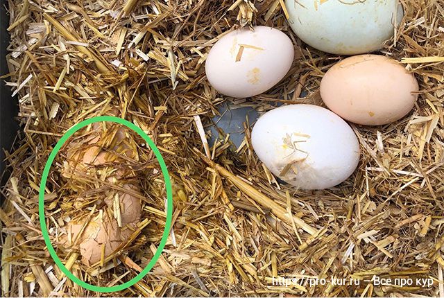 7 советов, как исключить расклев яиц курами несушками