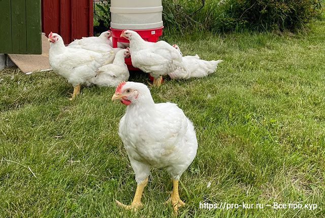 Какие витамины давать цыплятам бройлерам