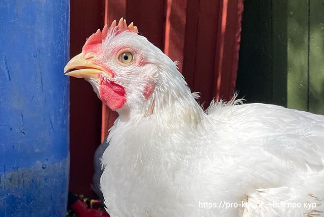 Какие витамины давать цыплятам бройлерам для профилактики и для лечения. 