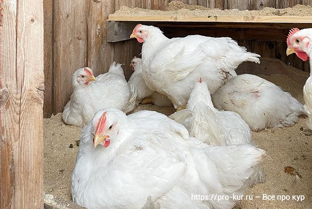 Какие витамины давать цыплятам бройлерам