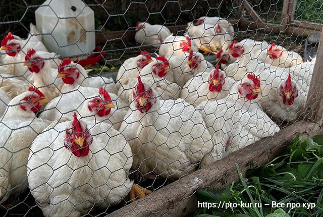 Приобретаем правильные витамины для цыплят-бройлеров