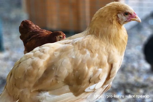 Что такое аспергиллез у кур и домашних птиц