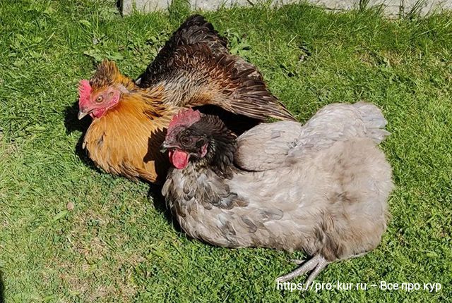 Что такое аспергиллез у кур и домашних птиц, симптомы и лечение. 