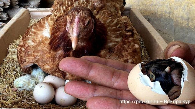 Как оживить слабого цыпленка за 3 шага – распушить, поить и кормить. 