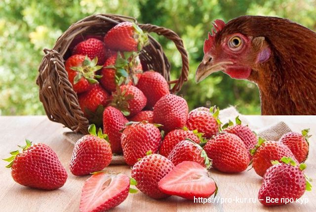 Клубника курам – можно ли давать ягоды, листья, стебли и усы. 