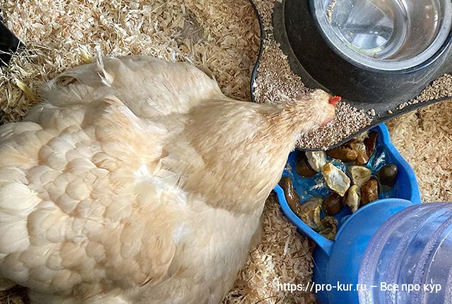 5 способов пробудить в курице инстинкт насиживания. 