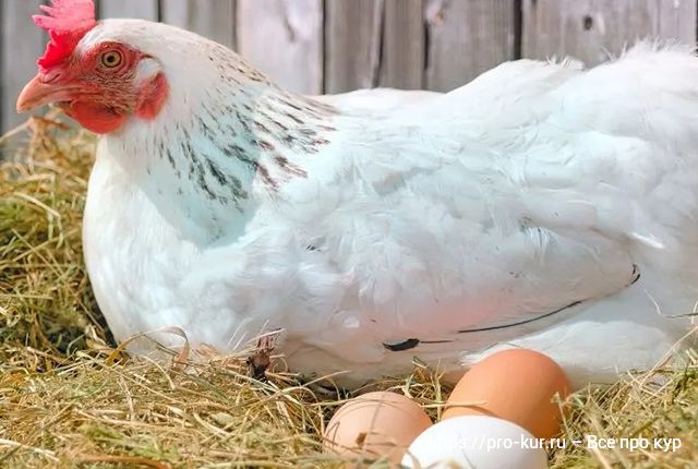 5 способов пробудить в курице инстинкт насиживания. 