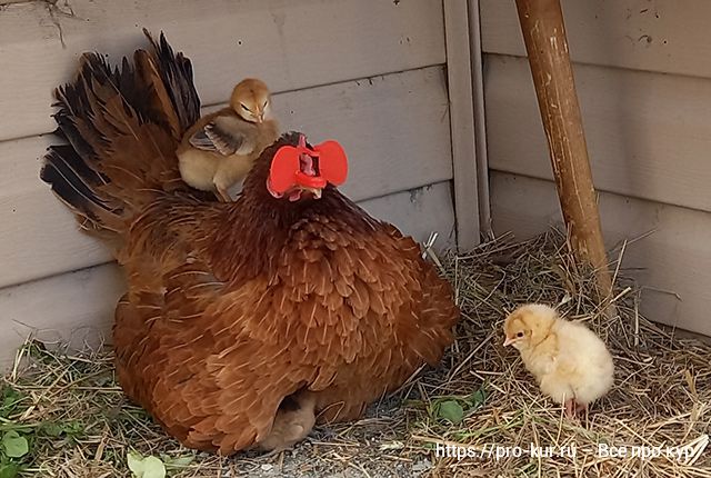 Курица наседка выведет цыплят с минимальными затратами