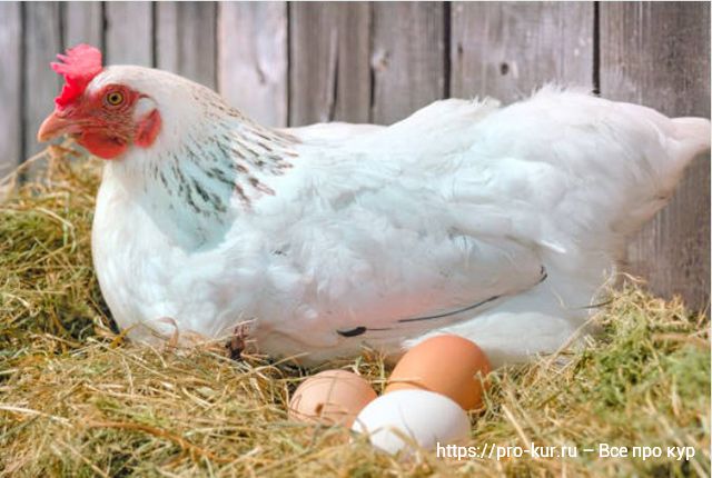 Наседка бросила яйца – что делать срочно?