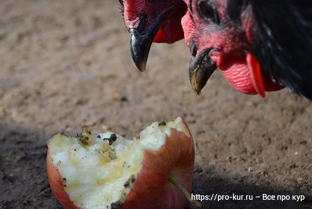 Яблоки курам можно давать и в каком виде несушкам, цыплятам и бройлерам. 
