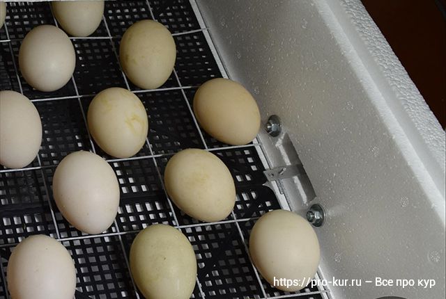 Яйца кур для инкубации – как выбирать, хранить и закладывать. 