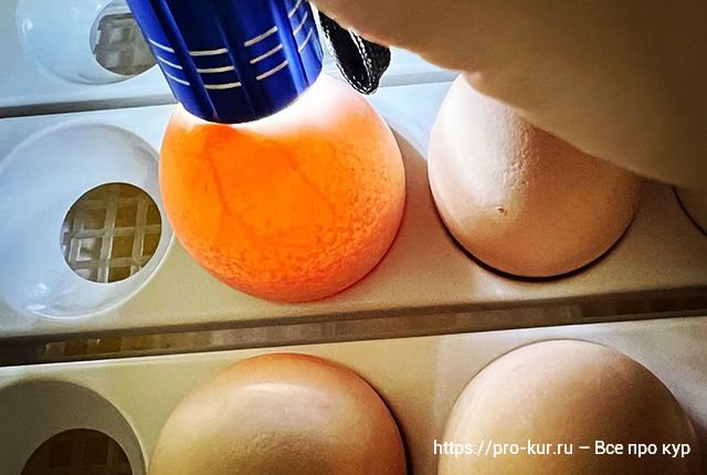 Яйца кур для инкубации – как выбирать, хранить и закладывать. 