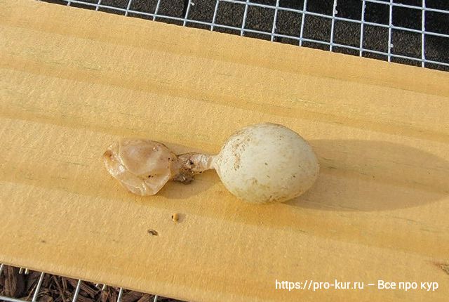 Яйца странной формы – 33 фото куриного казуса. 