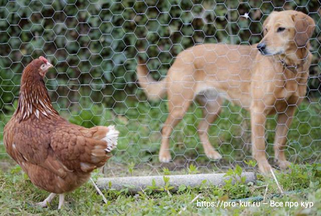10 советов по защите кур и цыплят от хищников