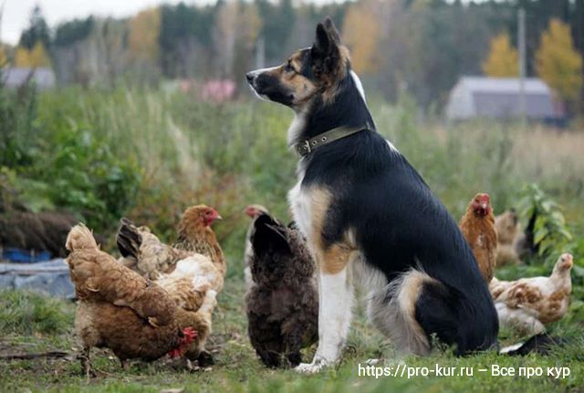 10 советов по защите кур и цыплят от хищников. 