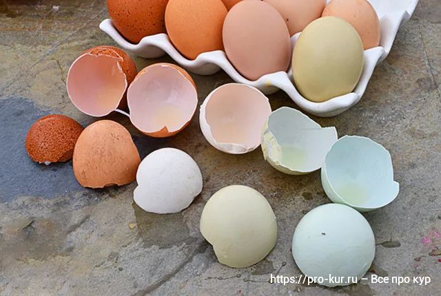 Цвет мочки уха у кур и цвет скорлупы яиц как зависит. 