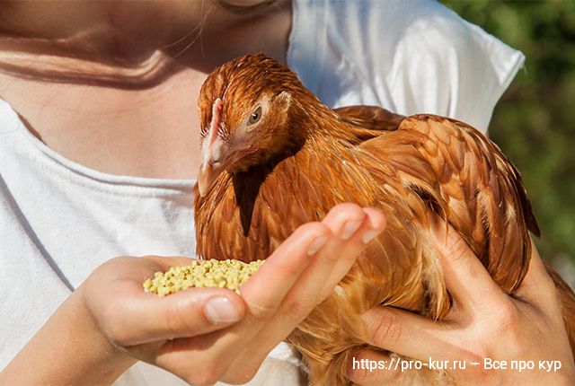Кукуруза цыплятам и курам летом и зимой, сколько давать?