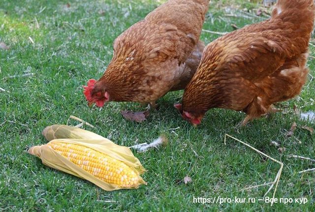 Кукуруза цыплятам и курам летом и зимой. 
