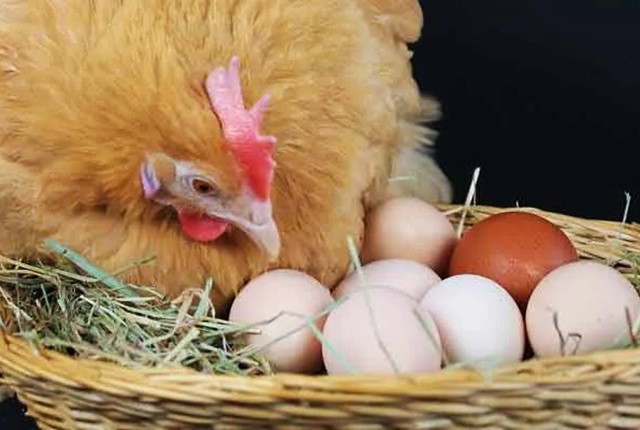 Куры едят свои яйца – 5 причин и как отучить. 