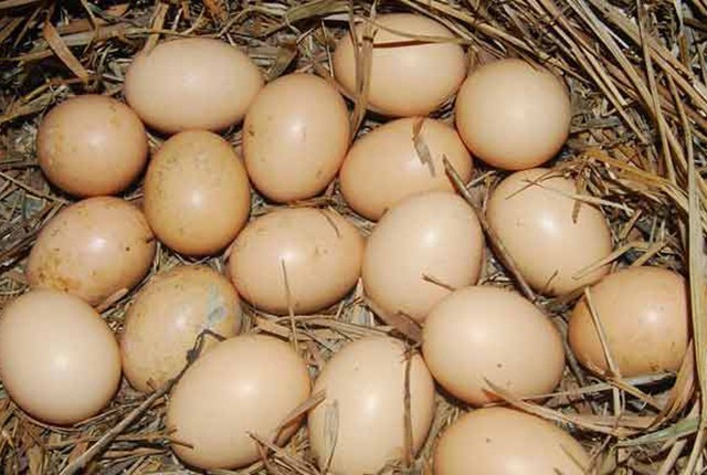 Куры едят свои яйца – 5 причин и как отучить. 