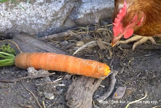 Морковь курам и морковная ботва осенью