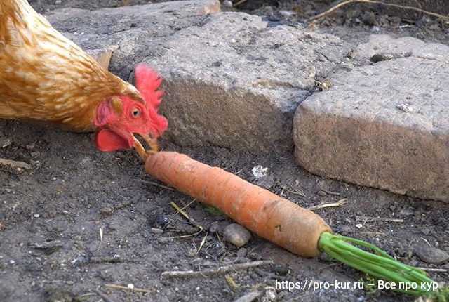Морковь курам и морковная ботва осенью