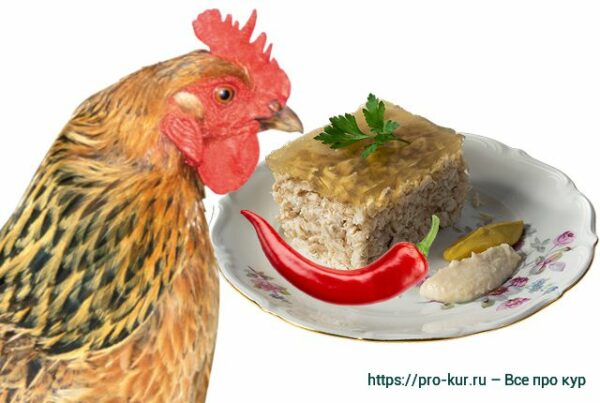 Как кормить кур перцем болгарским и острым чили