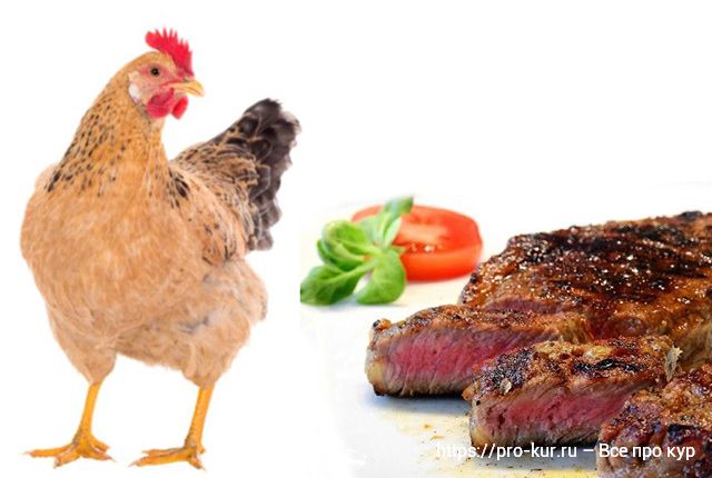 Мясо курам несушкам – плюсы, риски и как давать