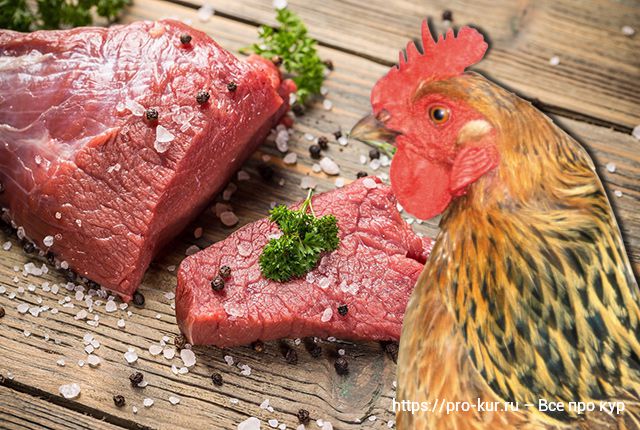 Мясо курам несушкам – плюсы, риски и как давать. 