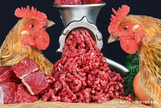 Мясо курам несушкам – плюсы, риски и как давать