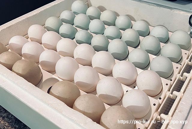 Показания температуры и влажности для инкубации куриных яиц. 