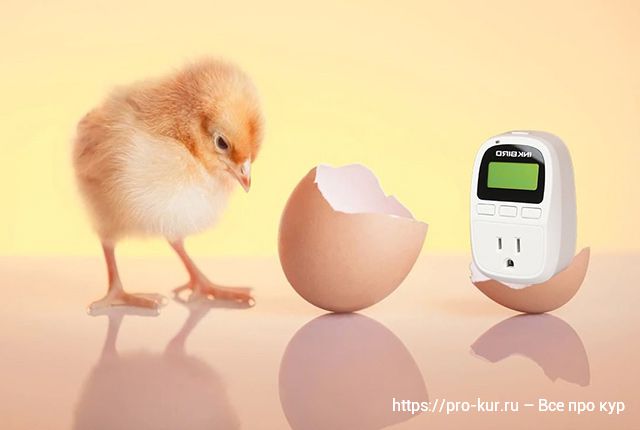 Показания температуры и влажности для инкубации куриных яиц. 