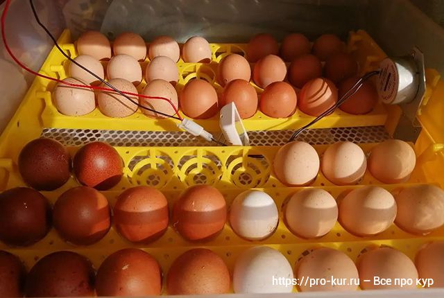 Показания температуры и влажности для инкубации куриных яиц