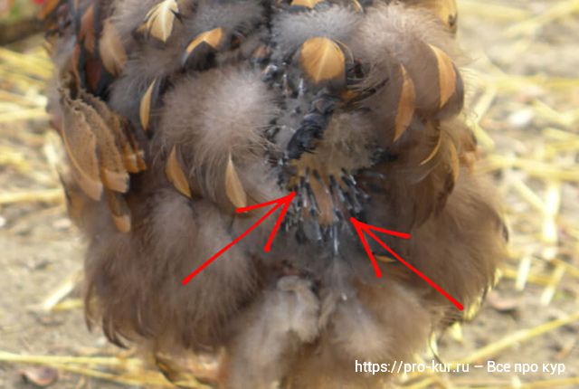 У кур выпадают перья – 7 причин и что делать