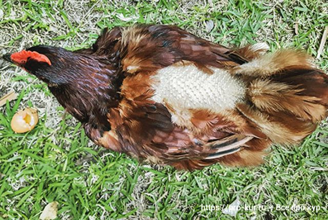 У кур выпадают перья – 7 причин и что делать