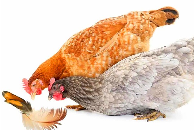 У кур выпадают перья – 7 причин и что делать. 