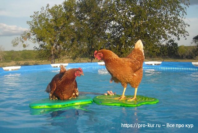 Умеют ли куры плавать в бассейне, пруду и в водоеме? 