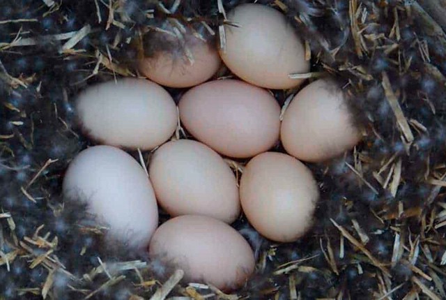 Инкубация утиных яиц в домашних условиях. 