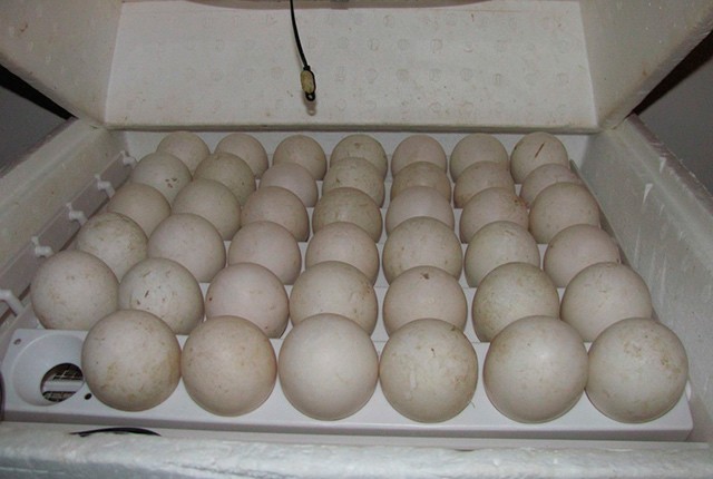 Закладываем утиные яйца в инкубатор в домашних условиях. 