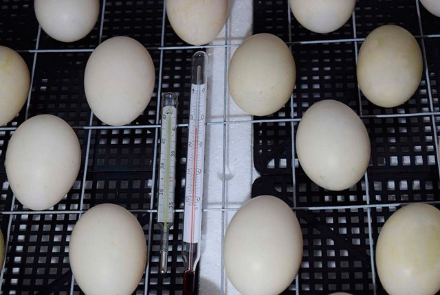 Закладываем утиные яйца в инкубатор в домашних условиях