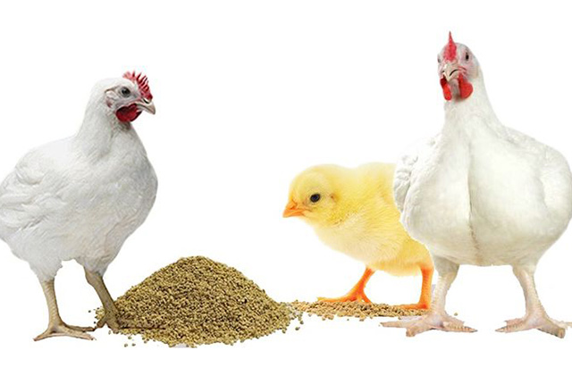 Кормление бройлеров – корма и добавки в рационе цыплят