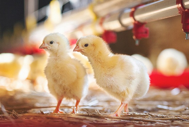 Кормление бройлеров – корма и добавки в рационе цыплят