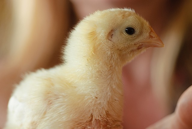 Кормление бройлеров – корма и добавки в рационе цыплят. 