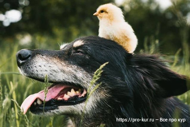 Содержание кур с собаками – советы и правила