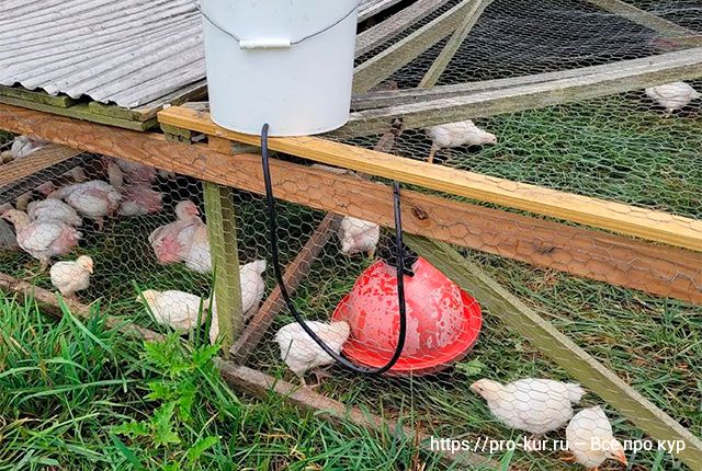 Выращивание и уход за цыплятами-бройлерами