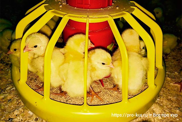 Выращивание и уход за цыплятами-бройлерами в домашних условиях. 