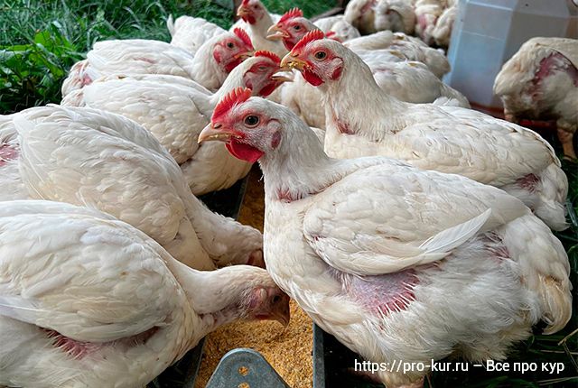 Выращивание и уход за цыплятами-бройлерами