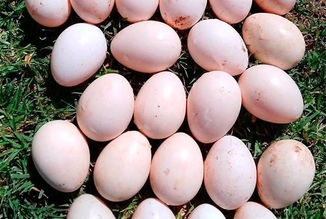 Закладываем утиные яйца в инкубатор в домашних условиях